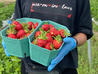 Гастродачная клубника уже в продаже